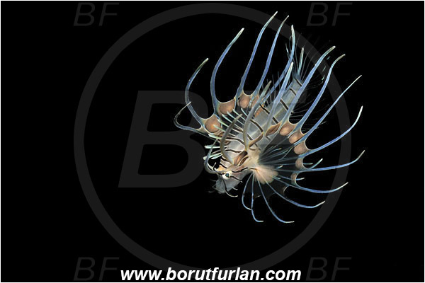 Bunaken, Sulawesi, Indonesia, Pterois sp., Pterois, Scorpaenidae, Lionfish, Fish, Juvenile
