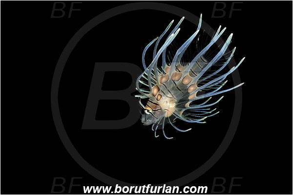 Bunaken, Sulawesi, Indonesia, Pterois sp., Pterois, Scorpaenidae, Lionfish, Fish, Juvenile