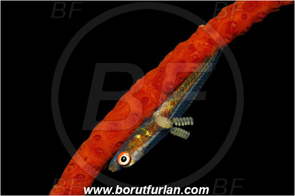 Manado, Sulawesi, Indonesia, Bryaninops sp., Bryaninops, Goby, Gobiidae, Fish, Parasite, Parasitism