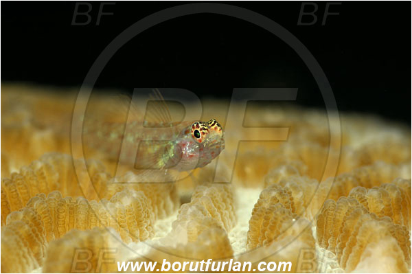 Manado, Sulawesi, Indonesia, Gobiidae, Goby, Fish, Unidentified