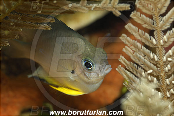 Manado, Sulawesi, Indonesia, Amblyglyphidodon leucogaster, Amblyglyphidodon, Pomacentridae, Yellowbelly Damselfish, Damselfish, Fish, Juvenile