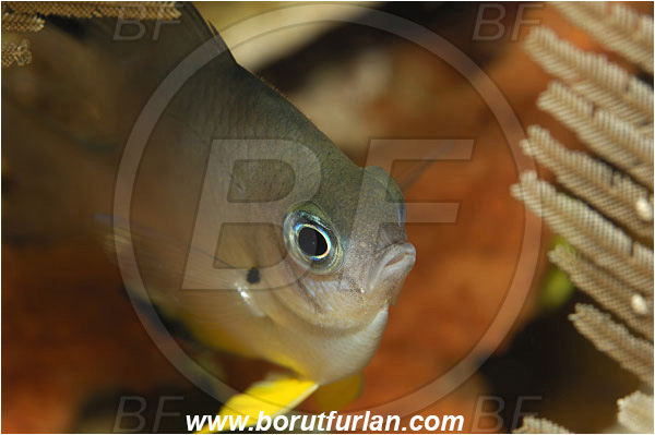 Manado, Sulawesi, Indonesia, Amblyglyphidodon leucogaster, Amblyglyphidodon, Pomacentridae, Yellowbelly Damselfish, Damselfish, Fish, Juvenile