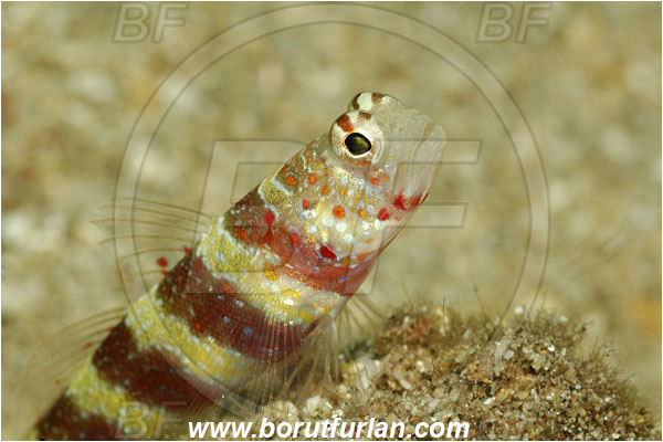 Manado, Sulawesi, Indonesia, Amblyeleotris wheeleri, Amblyeleotris, Gobiidae, Gorgeous prawn goby, Prawn goby, Goby, Fish