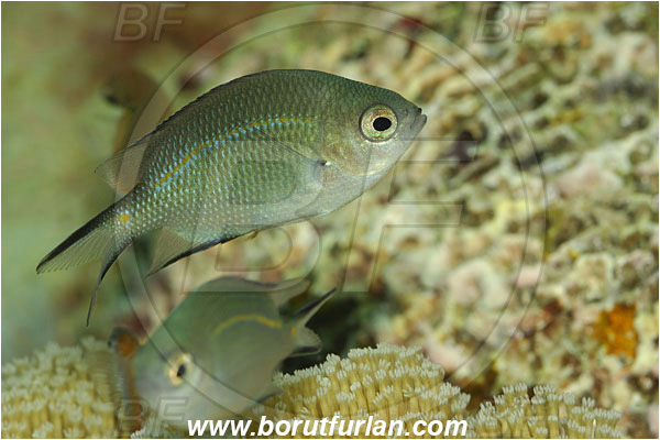 Manado, Sulawesi, Indonesia, Chromis sp., Chromis, Pomacentridae, Damselfish, Fish