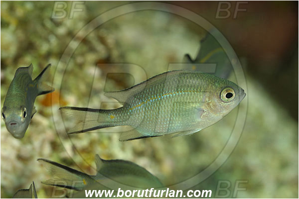 Manado, Sulawesi, Indonesia, Chromis sp., Chromis, Pomacentridae, Damselfish, Fish