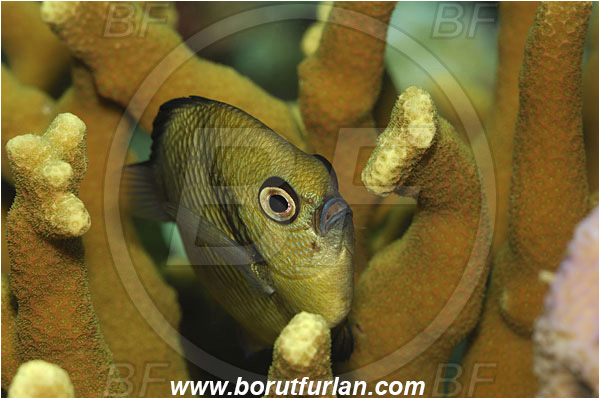Manado, Sulawesi, Indonesia, Dascyllus reticulatus, Reticulated Damselfish, Damselfish, Fish, Pomacentridae, Portrait