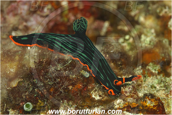 Manado, Sulawesi, Indonesia, Nembrotha kubaryana, Nembrotha, Polyceridae, Polycerid nudibranch, Dusky Nembrotha, Nudibranch, Sea slug, Gastropoda, Mollusca, Mollusc