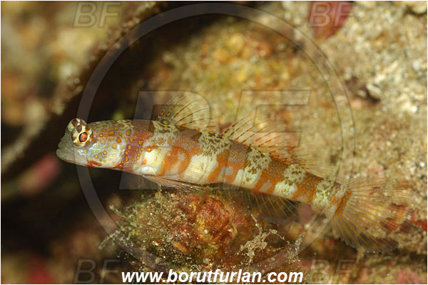 Manado, Sulawesi, Indonesia, Amblyeleotris periophthalma, Amblyeleotris, Gobiidae, Periophthalma prawn goby, Prawn goby, Goby, Fish