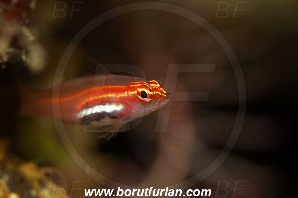 Manado, Sulawesi, Indonesia, Eviota pellucida, Eviota, Gobiidae, Neon Pygmy Goby, Transparent Pygmy Goby, Goby, Fish
