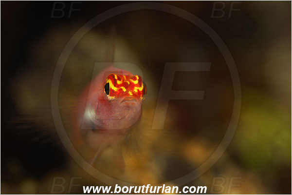Manado, Sulawesi, Indonesia, Eviota pellucida, Eviota, Gobiidae, Neon Pygmy Goby, Transparent Pygmy Goby, Goby, Fish, Portrait