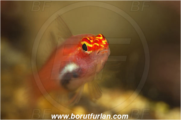 Manado, Sulawesi, Indonesia, Eviota pellucida, Eviota, Gobiidae, Neon Pygmy Goby, Transparent Pygmy Goby, Goby, Fish, Portrait