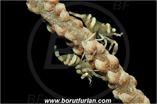 Manado, Sulawesi, Indonesia, Pontonides unciger, Pontonides, Palaemonidae, Decapoda, Whip Coral Shrimp, Shrimp, Crustacea, Crustacean