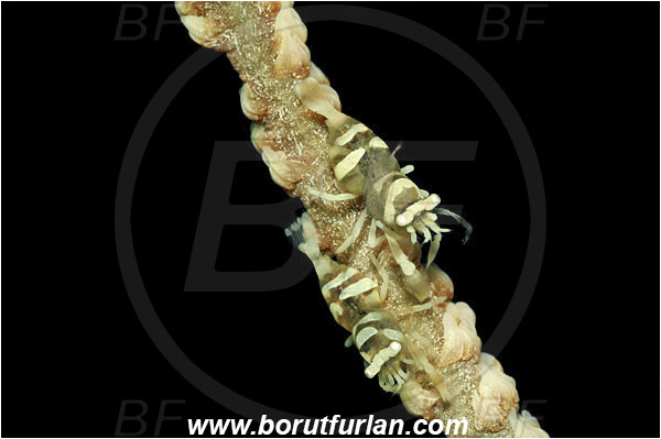 Manado, Sulawesi, Indonesia, Pontonides unciger, Pontonides, Palaemonidae, Decapoda, Whip Coral Shrimp, Shrimp, Crustacea, Crustacean