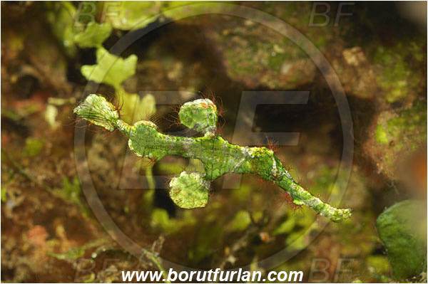 Manado, Sulawesi, Indonesia, Solenostomus halimeda, Solenostomus, Solenostomidae, Halimeda Ghost Pipefish, Ghost Pipefish, Fish