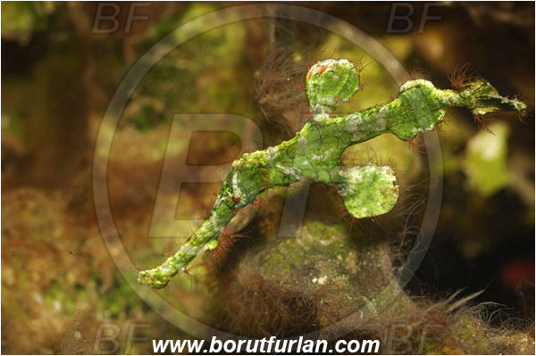 Manado, Sulawesi, Indonesia, Solenostomus halimeda, Solenostomus, Solenostomidae, Halimeda Ghost Pipefish, Ghost Pipefish, Fish