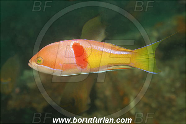 Phuket, Thailand, Indian Ocean, Pseudanthias rubrizonatus, Pseudanthias, Serranidae, Red Belted Anthias, Red Belted Fairy basslet, Fairy basslet, Fish