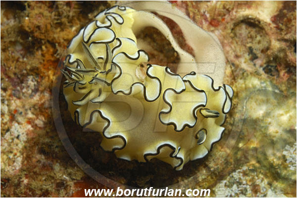 Phuket, Thailand, Indian Ocean, Doriprismatica atromarginata, Doriprismatica, Chromodorididae, Cheesecake Nudibranch, Dark Margin Nudibranch, Nudibranch, Sea slug, Gastropoda, Mollusca, Mollusc, Laying eggs