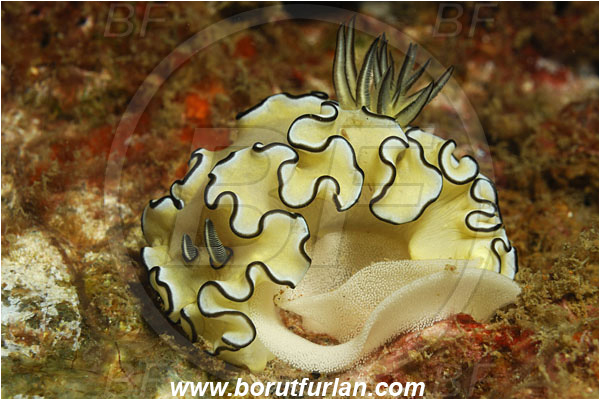 Phuket, Thailand, Indian Ocean, Doriprismatica atromarginata, Doriprismatica, Chromodorididae, Cheesecake Nudibranch, Dark Margin Nudibranch, Nudibranch, Sea slug, Gastropoda, Mollusca, Mollusc, Laying eggs