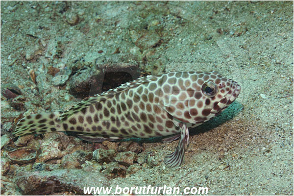 Phi Phi, Thailand, Indian Ocean, Epinephelus merra, Epinephelus, Serranidae, Honeycomb grouper, Grouper, Fish
