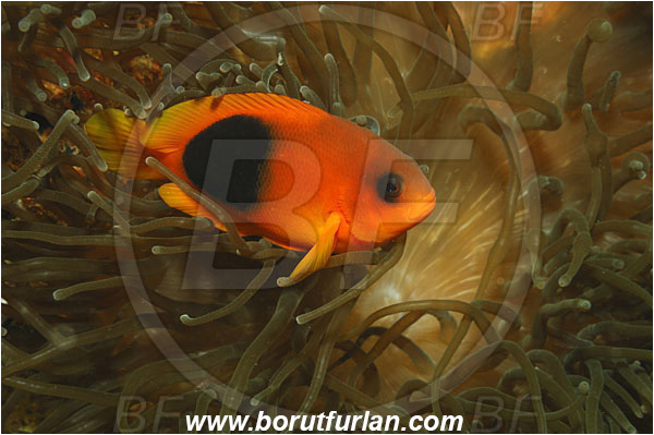 Phi Phi, Thailand, Indian Ocean, Amphiprion ephippium, Amphiprion, Pomacentridae, Red Saddleback Clownfish, Anemonefish, Clownfish, Fish, Reef