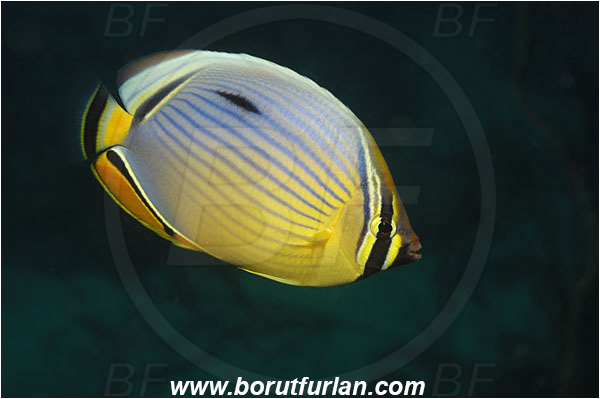 Phi Phi, Thailand, Indian Ocean, Chaetodon trifasciatus, Chaetodon, Chaetodontidae, Melon Butterflyfish, Butterflyfish, Fish