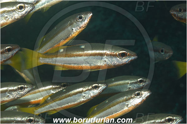 Phi Phi, Thailand, Indian Ocean, Lutjanus biguttatus, Lutjanus, Lutjanidae, Two-spot banded snapper, Snapper, Fish, Fish school