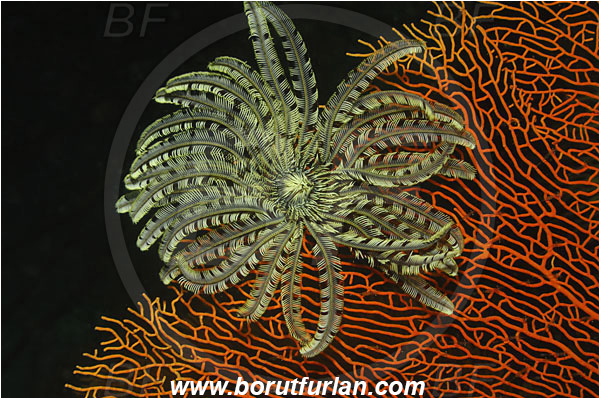 Phi Phi, Thailand, Indian Ocean, Crinoid, Crinoidea, Feather star, Echinodermata, Echinoderm