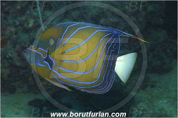 Phi Phi, Thailand, Indian Ocean, Pomacanthus annularis, Pomacanthus, Blue-ringed Angelfish, Angelfish, Pomacanthidae, Fish