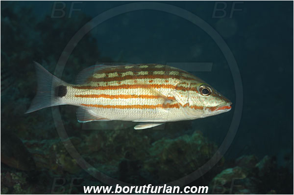 Phi Phi, Thailand, Indian Ocean, Lutjanus decussatus, Lutjanus, Lutjanidae, Checkered snapper, Snapper, Fish