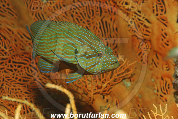 Phi Phi, Thailand, Indian Ocean, Cephalopholis formosa, Cephalopholis, Serranidae, Blue line grouper, Grouper, Fish