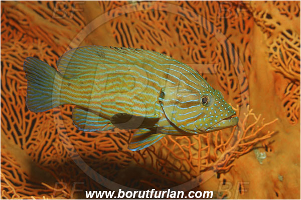 Phi Phi, Thailand, Indian Ocean, Cephalopholis formosa, Cephalopholis, Serranidae, Blue line grouper, Grouper, Fish