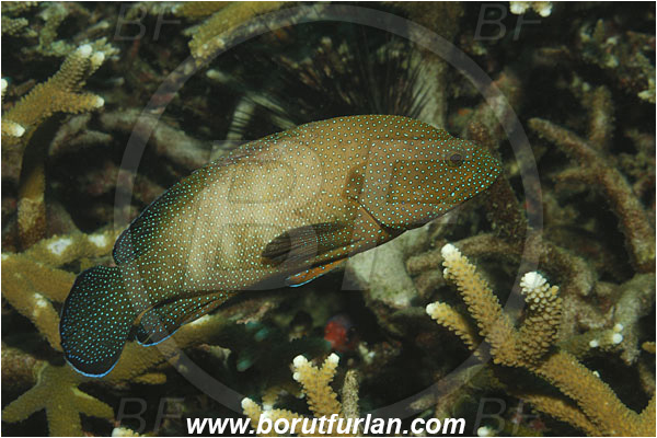 Phi Phi, Thailand, Indian Ocean, Cephalopholis argus, Cephalopholis, Serranidae, Peacock grouper, Grouper, Fish