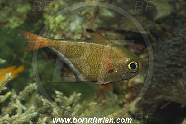 Phi Phi, Thailand, Indian Ocean, Pempheris oualensis, Pempheris, Pempheridae, Blackspot sweeper, Sweeper, Fish
