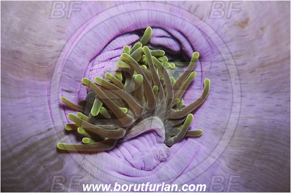 Phi Phi, Thailand, Indian Ocean, Heteractis magnifica, Magnificent Sea Anemone, Anemone, Anthozoa, Cnidaria, Cnidarian, Abstract