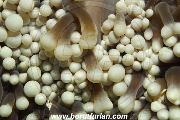 Phi Phi, Thailand, Indian Ocean, Anemone, Anthozoa, Cnidaria, Cnidarian, Unidentified, Abstract