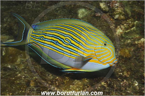 Phi Phi, Thailand, Indian Ocean, Acanthurus lineatus, Acanthurus, Acanthuridae, Striped surgeonfish, Surgeonfish, Fish