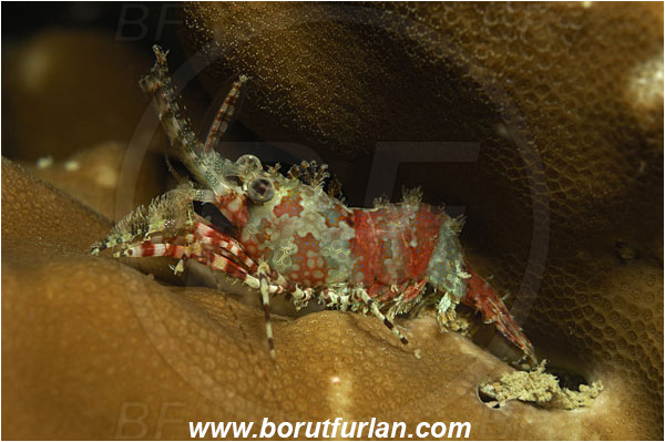 Phi Phi, Thailand, Indian Ocean, Saron marmoratus, Saron, Hippolytidae, Marbled shrimp, Shrimp, Decapoda, Crustacea, Crustacean