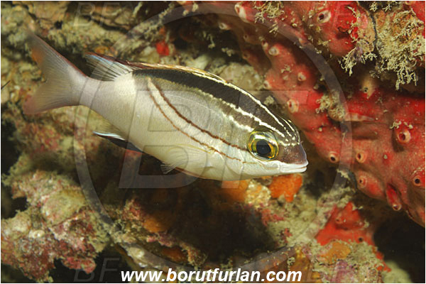 Phi Phi, Thailand, Indian Ocean, Scolopsis bilineata, Scolopsis, Nemipteridae, Two-lined Monocle Bream, Bream, Fish
