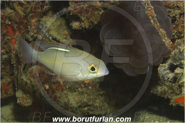 Phi Phi, Thailand, Indian Ocean, Scolopsis ciliata, Scolopsis, Nemipteridae, Saw-Jawed Monocle Bream, Bream, Fish