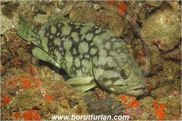 Phi Phi, Thailand, Indian Ocean, Epinephelus erythrurus, Epinephelus, Serranidae, Cloudy Grouper, Grouper, Fish