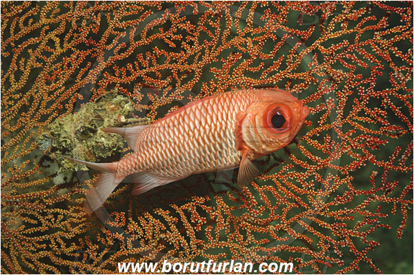 Phi Phi, Thailand, Indian Ocean, Myripristis hexagona, Myripristis, Holocentridae, Doubletooth Soldierfish, Soldierfish, Fish