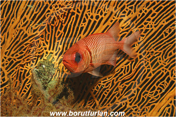 Phi Phi, Thailand, Indian Ocean, Myripristis hexagona, Myripristis, Holocentridae, Doubletooth Soldierfish, Soldierfish, Fish