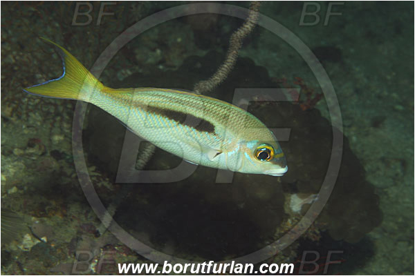 Phi Phi, Thailand, Indian Ocean, Scolopsis bimaculata, Scolopsis, Nemipteridae, Thumbprint Monocle Bream, Bream, Fish