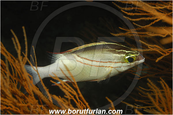 Phi Phi, Thailand, Indian Ocean, Scolopsis bilineata, Scolopsis, Nemipteridae, Two-lined Monocle Bream, Bream, Fish