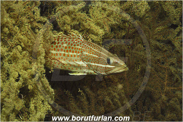 Phi Phi, Thailand, Indian Ocean, Anyperodon leucogrammicus, Anyperodon, Serranidae, Slender Grouper, Grouper, Fish