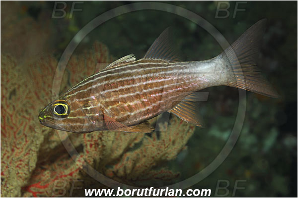 Phi Phi, Thailand, Indian Ocean, Cheilodipterus macrodon, Cheilodipterus, Apogonidae, Large-toothed Cardinalfish, Cardinalfish, Fish
