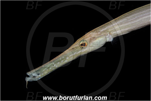 Phi Phi, Thailand, Indian Ocean, Aulostomus chinensis, Aulostomus, Aulostomidae, Chinese trumpetfish, Trumpetfish, Fish, Reef, Portrait
