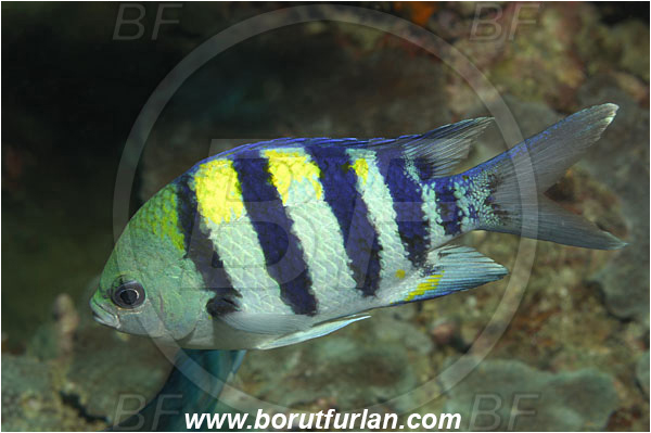 Phi Phi, Thailand, Indian Ocean, Abudefduf vaigiensis, Abudefduf, Pomacentridae, Indo-Pacific sergeant, Sergeant, Damselfish, Fish