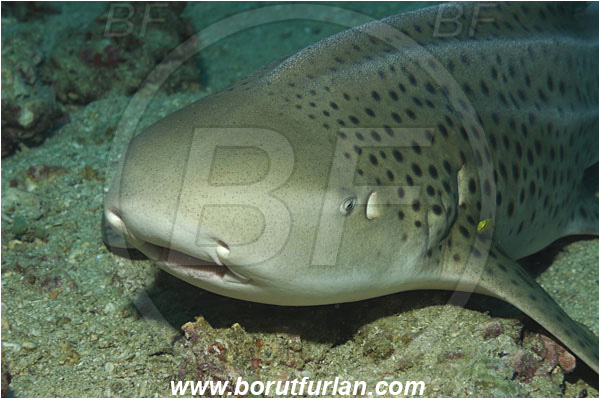 Phi Phi, Thailand, Indian Ocean, Stegostoma fasciatum, Stegostoma, Stegostomatidae, Elasmobranchii, Zebra shark, Shark, Fish, Portrait