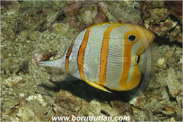 Phi Phi, Thailand, Indian Ocean, Chelmon rostratus, Chelmon, Chaetodontidae, Copperband butterflyfish, Butterflyfish, Fish